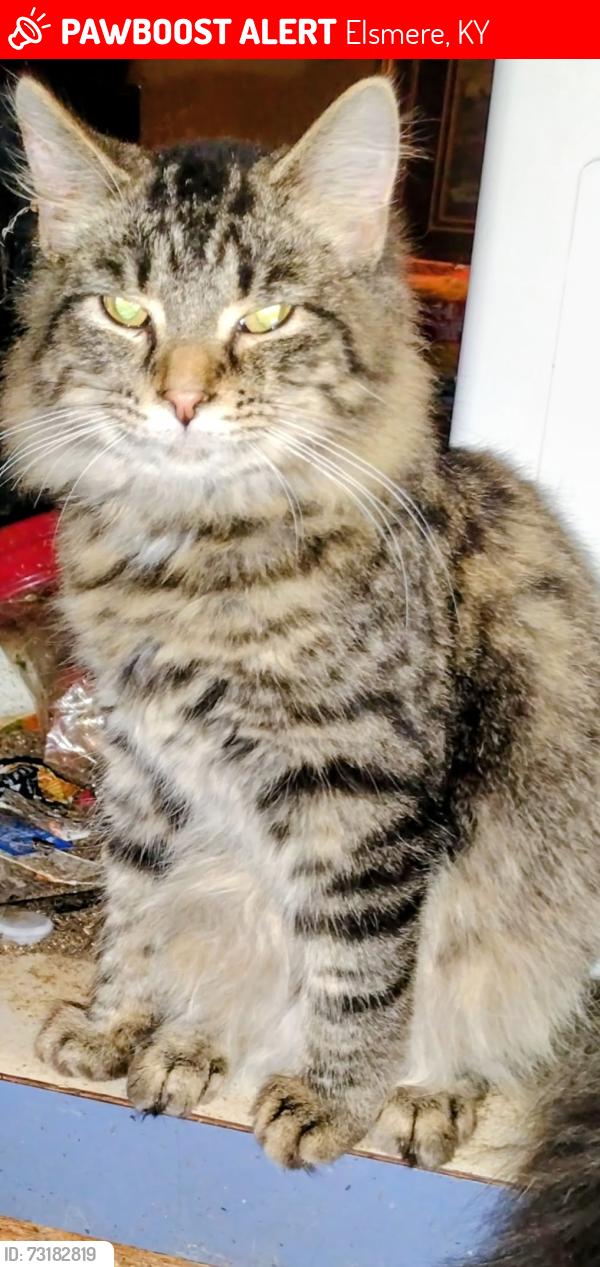 Lost Male Cat last seen Alindale trailer park in ky, Elsmere, KY 41018
