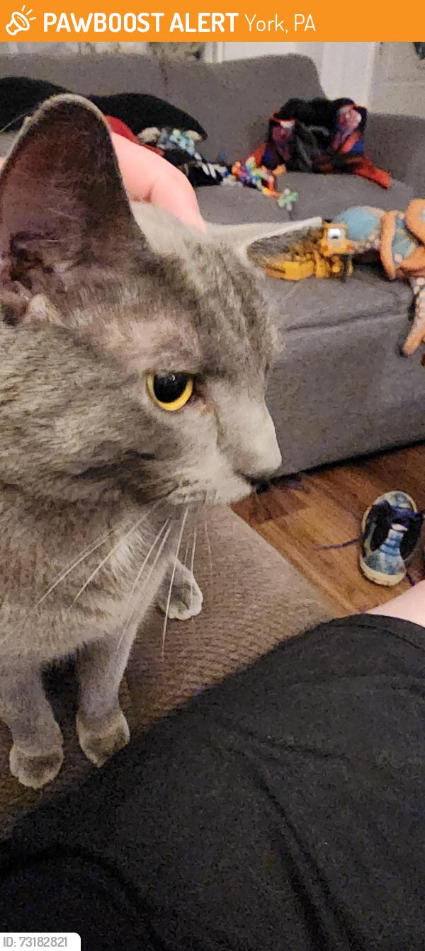 Found/Stray Female Cat last seen East Princess st, York, PA 17403