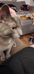 Found/Stray Female Cat last seen East Princess st, York, PA 17403