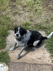 Reunited Female Dog last seen Gold Hill, NC 28071, USA, Gold Hill, NC 28071