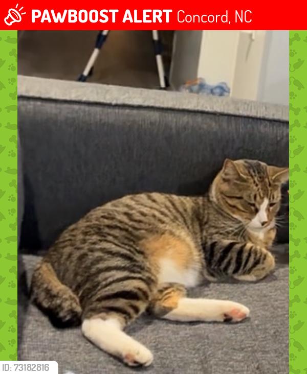 Lost Male Cat last seen There any food area around and there also a gas station across the road, Concord, NC 28027