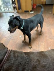 Found/Stray Male Dog last seen 8th and Paloma, Gresham, OR 97030