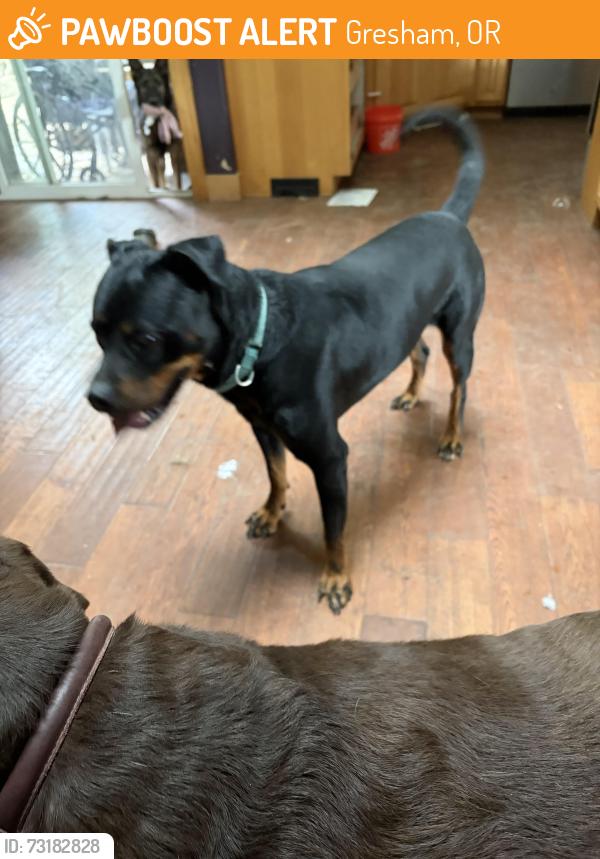 Found/Stray Male Dog last seen 8th and Paloma, Gresham, OR 97030