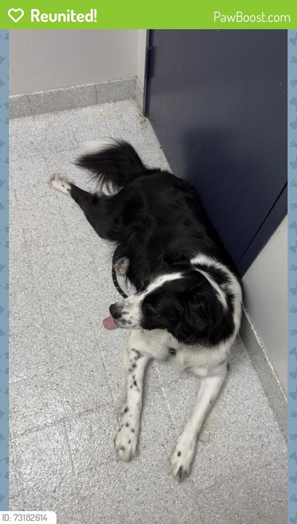 Reunited Male Dog last seen Reinerman St, Houston, TX 77007