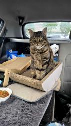Lost Female Cat last seen Near Merrick St SE Yelm wa 98597, Yelm, WA 98597