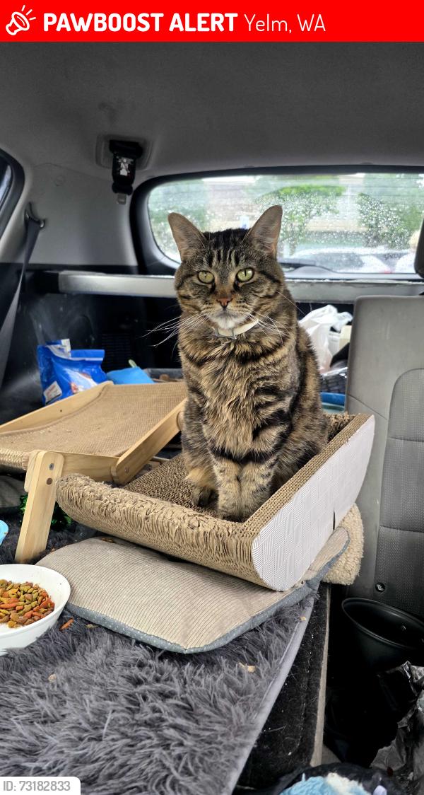 Lost Female Cat last seen Near Merrick St SE Yelm wa 98597, Yelm, WA 98597