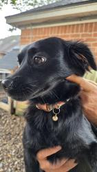 Reunited Female Dog last seen Louetta at Grant Rd, Houston, TX 77429