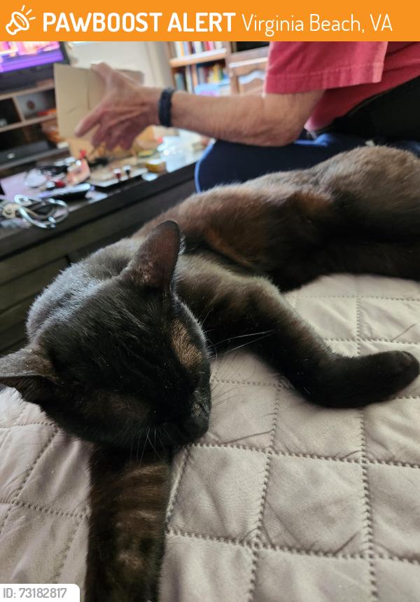 Found/Stray Male Cat last seen Kempsville and acreage roads, Virginia Beach, VA 23464