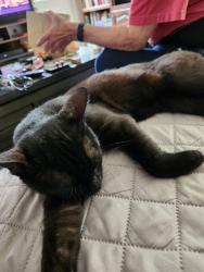 Found/Stray Male Cat last seen Kempsville and acreage roads, Virginia Beach, VA 23464