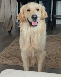 Lost Male Dog last seen Masten Ave, Gilroy, CA 95020