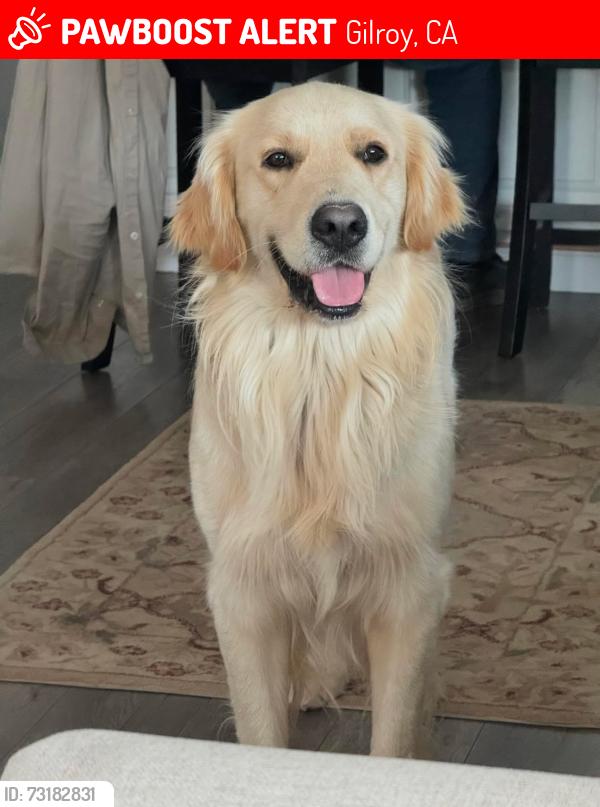 Lost Male Dog last seen Masten Ave, Gilroy, CA 95020