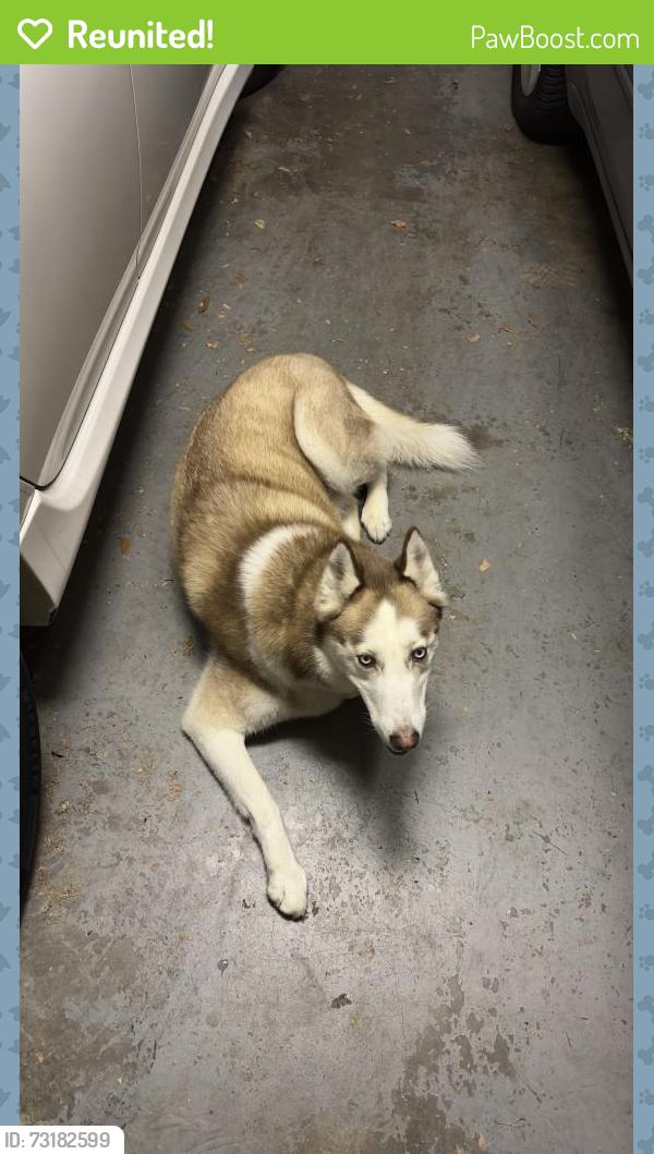Reunited Male Dog last seen Reinerman St, Houston, TX 77007
