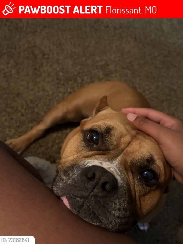 Lost Female Dog last seen Sheffield Dr/ Arroyo, Florissant, MO 63033