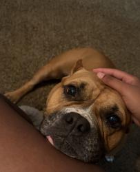 Lost Female Dog last seen Sheffield Dr/ Arroyo, Florissant, MO 63033