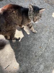 Found/Stray Unknown Cat last seen Smith Ave. inverness, Inverness Highlands North, FL 34453