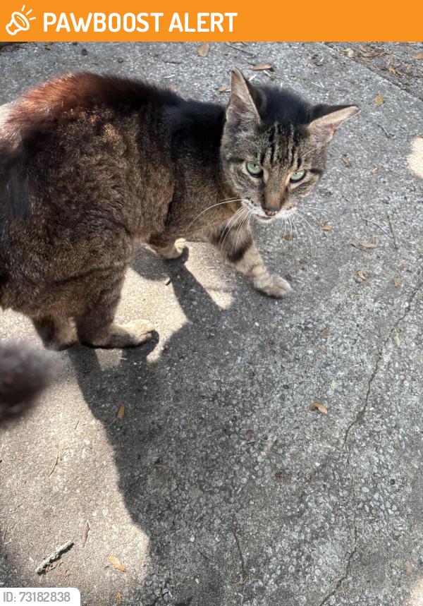Found/Stray Unknown Cat last seen Smith Ave. inverness, Inverness Highlands North, FL 34453
