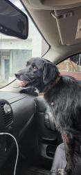 Reunited Female Dog last seen West Main Street in Spindale near Barley's, Spindale, NC 28160