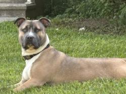 Found/Stray Male Dog last seen Boyden st and Fairway Ln, Waterbury, CT 06704