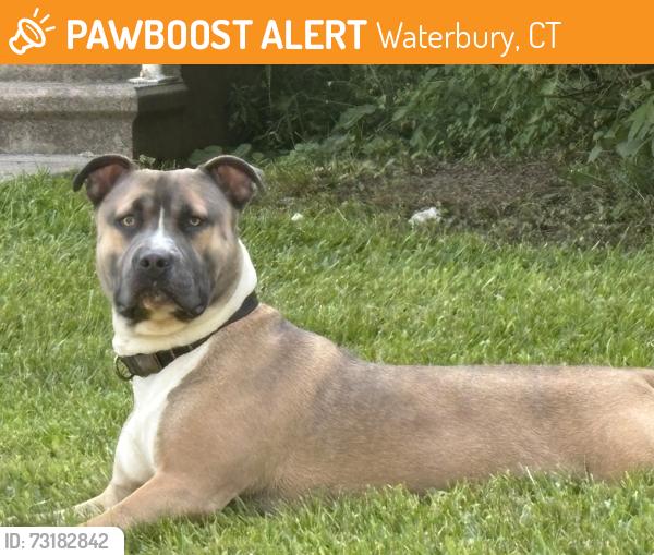Found/Stray Male Dog last seen Boyden st and Fairway Ln, Waterbury, CT 06704