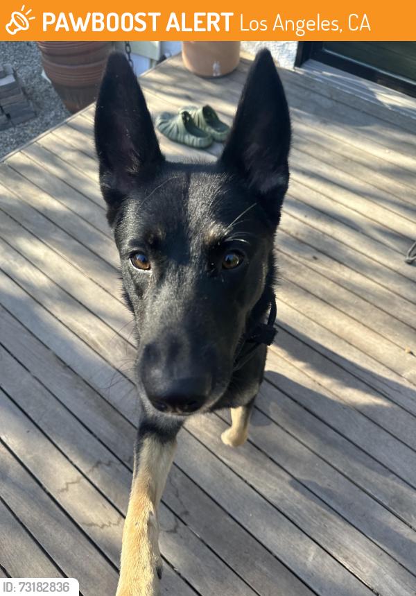 Found/Stray Male Dog last seen Cimarron and W 65th street, Los Angeles, CA 90044