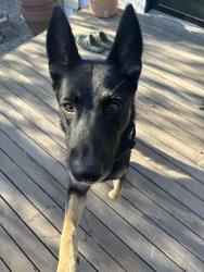 Found/Stray Male Dog last seen Cimarron and W 65th street, Los Angeles, CA 90044