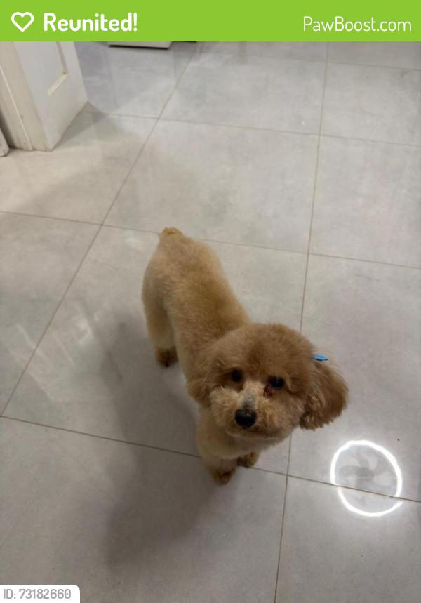Reunited Female Dog last seen My front yard, Homestead, FL 33033