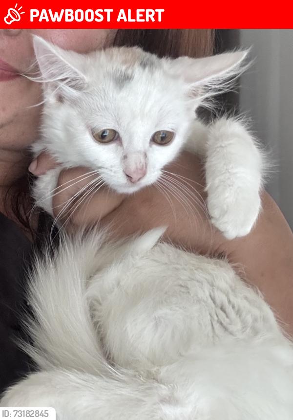 Lost Female Cat last seen B421pt, West Midlands, England B42 1PT