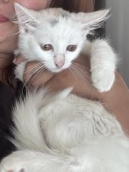 Lost Female Cat last seen B421pt, West Midlands, England B42 1PT