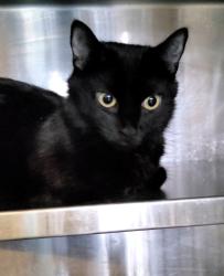 Shelter Stray Female Cat last seen , 1850 W 60th St, Los Angeles, CA 90047, USA