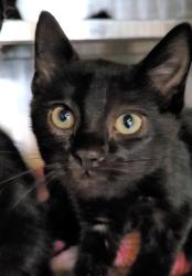 Shelter Stray Female Cat last seen , 1850 W 60th St, Los Angeles, CA 90047, USA