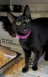 Shelter Stray Female Cat last seen , 1850 W 60th St, Los Angeles, CA 90047, USA
