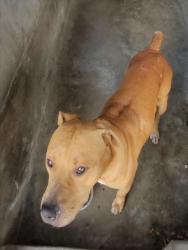Shelter Stray Male Dog last seen , 1850 W 60th St, Los Angeles, CA 90047, USA