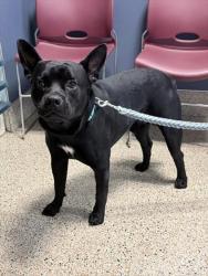 Shelter Stray Male Dog last seen Near BLOCK ST 14 AVE, 3599 NW 79th Ave, Doral, FL 33122, USA
