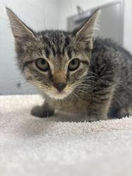 Shelter Stray Male Cat last seen BEECH GROVE, 2600 S Harding St, Indianapolis, IN 46221, USA