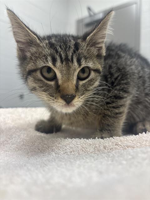 Shelter Stray Male Cat last seen BEECH GROVE, 2600 S Harding St, Indianapolis, IN 46221, USA