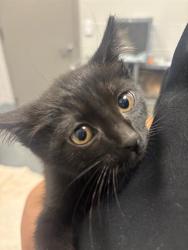 Shelter Stray Female Cat last seen BEECH GROVE, 2600 S Harding St, Indianapolis, IN 46221, USA