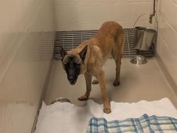 Shelter Stray Male Dog last seen Near BLOCK REITH RD, KENT WA 98032, 21615 64th Ave S, Kent, WA 98032, USA