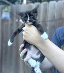 Shelter Stray Male Cat last seen LUNA NUEVO ST & CARROLL AVE, 2127 Front St, Sacramento, CA 95818, USA