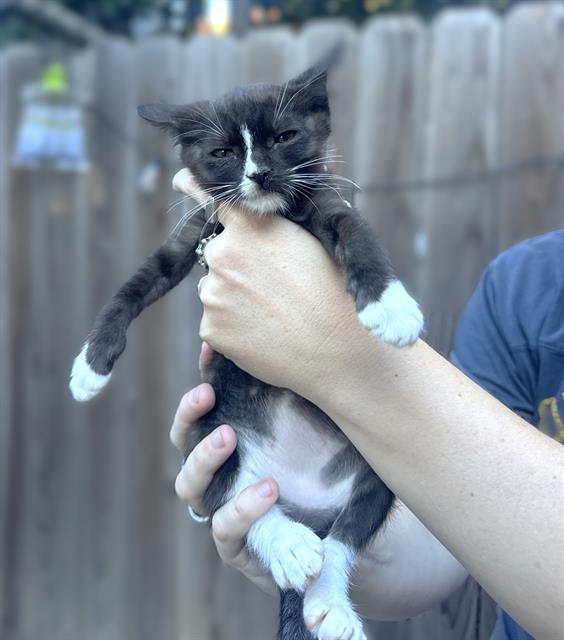 Shelter Stray Male Cat last seen LUNA NUEVO ST & CARROLL AVE, 2127 Front St, Sacramento, CA 95818, USA