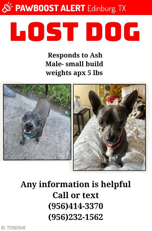 Lost Male Dog last seen Museum of south texas history, Edinburg, TX 78541