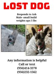 Lost Male Dog last seen Museum of south texas history, Edinburg, TX 78541