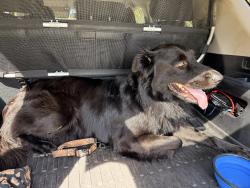 Found/Stray Male Dog last seen Little road and Plathe, Pasco County, FL 34653