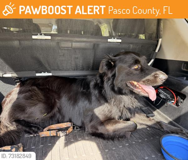 Found/Stray Male Dog last seen Little road and Plathe, Pasco County, FL 34653