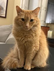 Reunited Female Cat last seen Rutledge Ave, Butler Ave, Lancaster, PA 17601