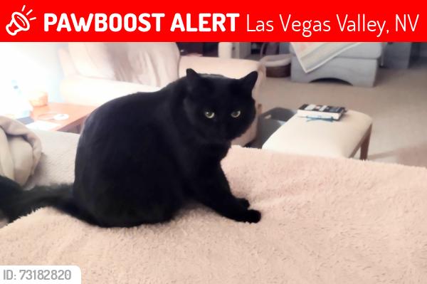 Lost Male Cat last seen Jensen St to Severance, Las Vegas Valley, NV 89149