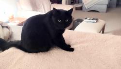 Lost Male Cat last seen Jensen St to Severance, Las Vegas Valley, NV 89149