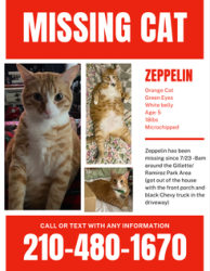 Lost Male Cat last seen Near Gillette Blvd, San Antonio Tx 78224, San Antonio, TX 78224