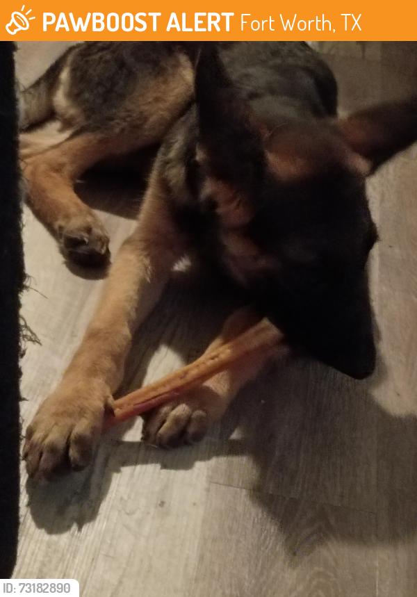 Found/Stray Male Dog last seen Loop 82p, Fort Worth, TX 76103