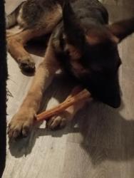 Found/Stray Male Dog last seen Loop 82p, Fort Worth, TX 76103