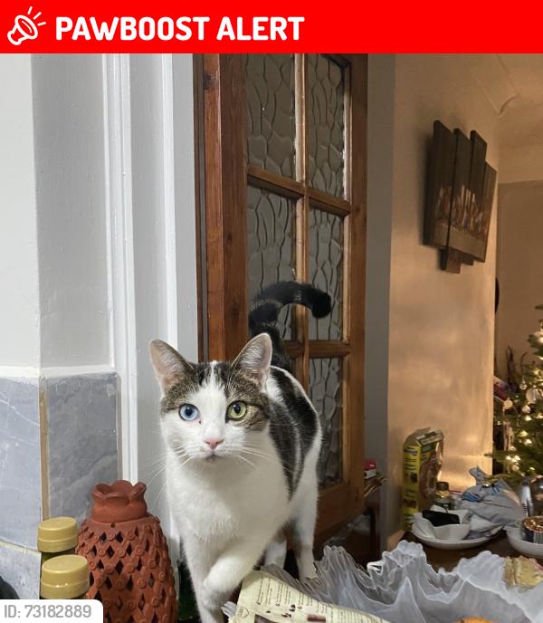 Lost Female Cat last seen Near Belgrave street, Swindon, Swindon, England SN1 3HR